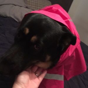 Charles River Dog Raincoat Online Sale 